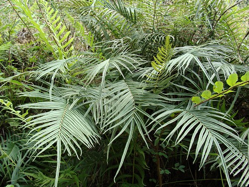 Pteris vittata